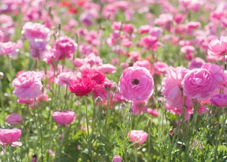 CB-2486_flowerfield1_horizontal