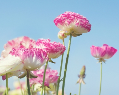 CB-2487_flowerfields2_horizontal