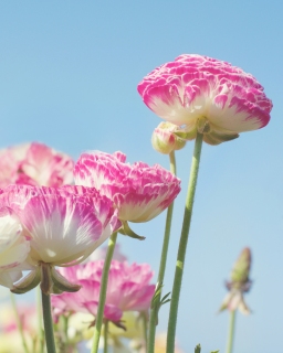 CB-2488_flowerfields2_vertical