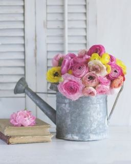 CB-2494_wateringcan2