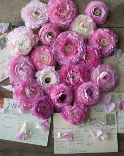 CB-2499_ranculus_overhead