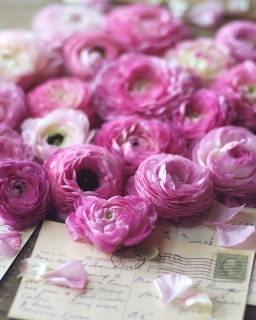 CB-2500_ranunculus_postcards