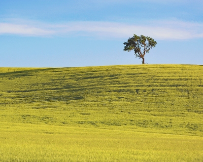 CB-2502_tree_hill