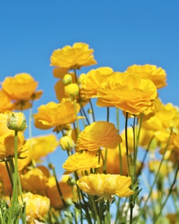 CB-2503_yellow_ranunculus