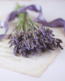 CB-2527_lavender_ribbon