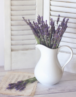 CB-2528_lavender_whitejug