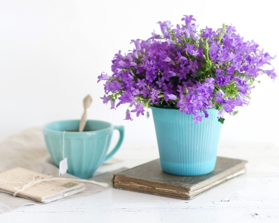 CB-2529a_purpleplant