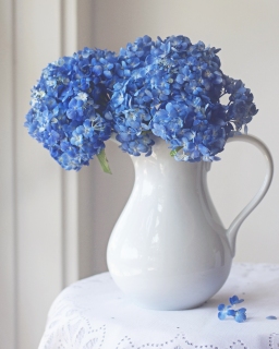 CB-2535_bluehydrangea