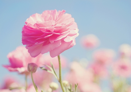 CB-2539_Avanti_image_CBrocato