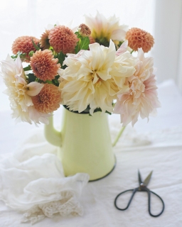 CB-2549_dahlias_yellowpot