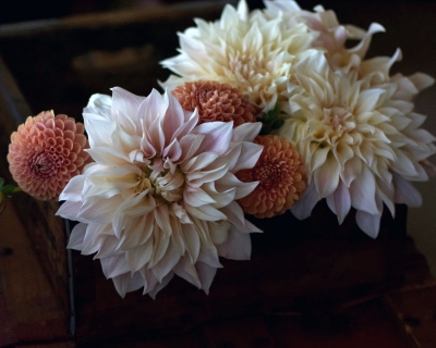 CB-2550_dahllia_crate