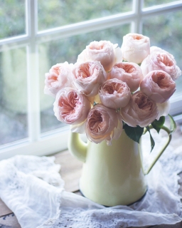 CB-2555_roses_yellowpot_window