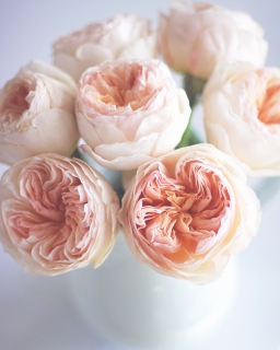 CB-2557_roses_closeup