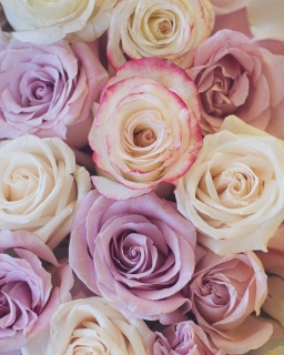 CB-2558_roses_closeup2