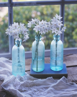 CB-2572_3bottles_paperwhites