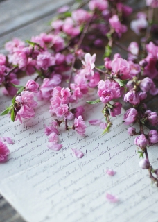 CB-2576_cherry_-blossoms