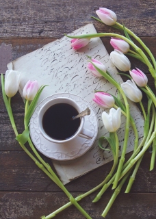 CB-2577_tulips_tea