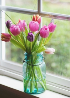 CB-2588_windowsill-tulips