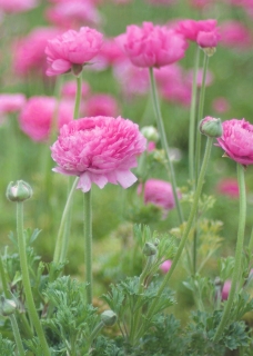 CB-2593_easter_flowerfields