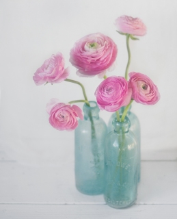 CB-2600_bottles_pinkranunculus_8x10