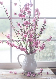 CB-2601_blossom_window