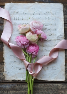 CB-2614_ranuculus_ribbon