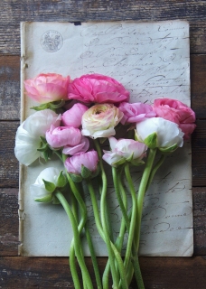 CB-2618_ranunculus_oldpaper