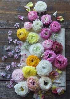 CB-2619_ranunculus_scattered