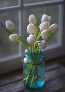 CB-2622_whitetulips