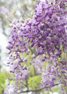 CB-2623_wisteria