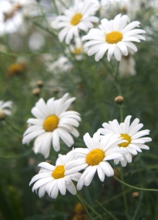 CB-2624_daisies