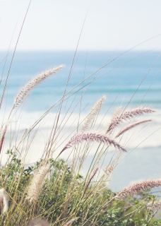 CB-2625_seagrass_ocean1