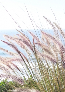 CB-2626_seagrass_ocean2