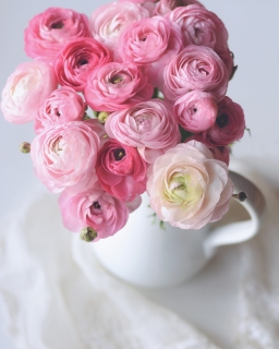 CB-2627_pink_ranunculus_8x10