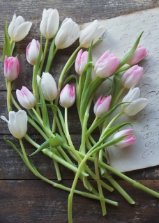 CB-2629_tulips_paper-5x7