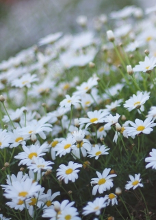 CB-2637-white-daisies