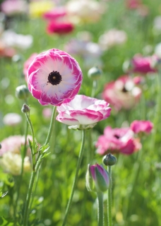 CB-2639_flowerfield2