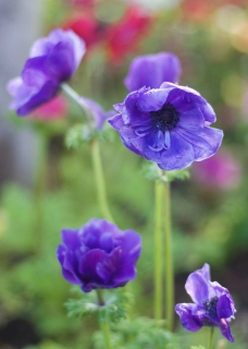 CB-2641_purpleflower