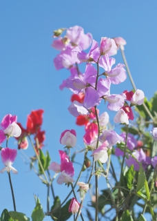 CB-2642_sweetpeas