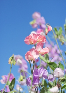 CB-2643_sweetpeas2