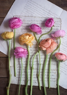 CB-2645_ranunculus-on-paper