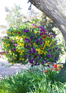 CB-2650_hangingbasket