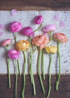 CB-2653_lined-up-ranunculus