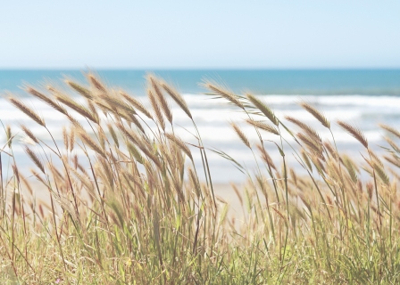 CB-2659-beachgrass_ocean