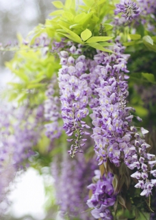 CB-2660_wisteria