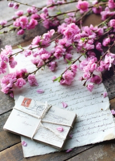 CB-2663_blossom_postcards