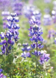 CB-2668_purpleflowers