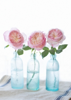 CB-2694_bottles_roses_5x7