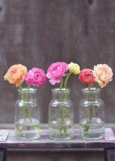 CB-2696_3jars_ranuculus_vertical_5x7