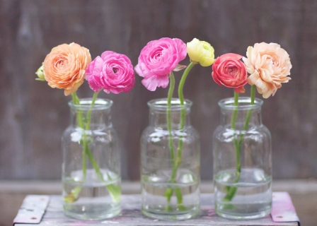 CB-2696a_3jars_ranuculus_horizontal_5x7